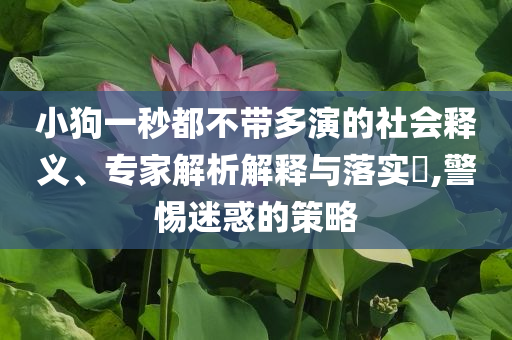 小狗一秒都不帶多演的社會釋義、專家解析解釋與落實?,警惕迷惑的策略