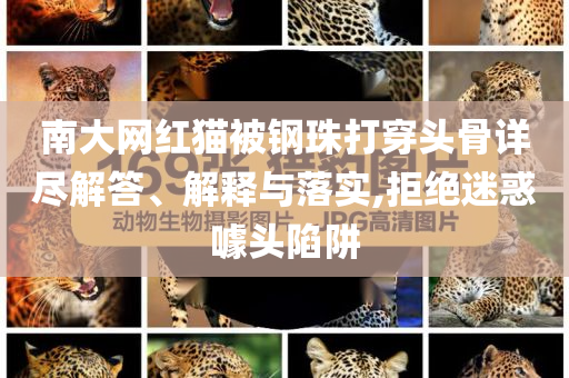 南大網(wǎng)紅貓被鋼珠打穿頭骨詳盡解答、解釋與落實,拒絕迷惑噱頭陷阱