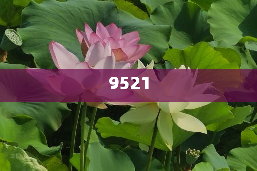 置疑:段永平和李錄最新持倉曝光主流釋義、解釋與落實-謹防誤導的手段